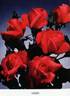 Vogue rose photo