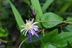Aromatica clematis photo
