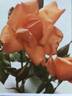 Hebe rose photo