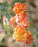 Pandemonium rose photo