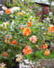 Pandemonium rose photo