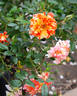 Pandemonium rose photo
