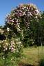 May Queen rose photo