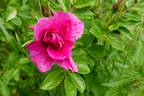 Hansa (Rugosa, Schaum rose photo