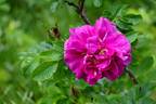Hansa (Rugosa, Schaum rose photo