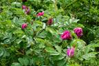 Hansa (Rugosa, Schaum rose photo