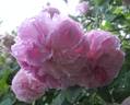 Blush Hip rose photo
