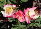 Eternal Flame rose photo