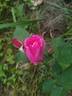 Climbing H. V. Machin rose photo