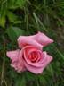 Bonsoir rose photo