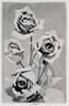 H. P. Pinkerton rose photo