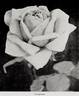 Gorgeous rose photo