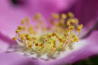 R. macrophylla rose photo