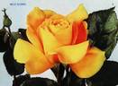 Belle Blonde rose photo