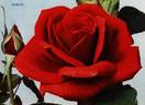 Soraya ® rose photo