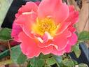 Fruity Petals rose photo