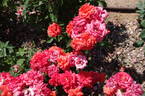 Frantisek Valásek rose photo