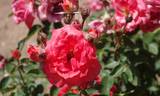Frantisek Valásek rose photo