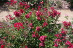Čsl. Červený Kříž rose photo