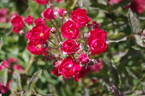 Čsl. Červený Kříž rose photo