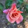 Apricot Queen rose photo