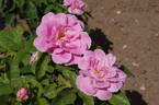 Astra rose photo