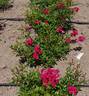 Gloria Mundi rose photo