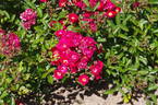 Miss Edith Cavell rose photo
