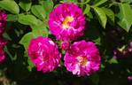 Himmelsauge rose photo