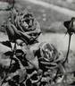 Christian Dior rose photo