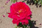 Freiheitsglocke rose photo