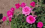 Peter Frankenfeld ® rose photo