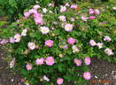 Saint Nicholas rose photo