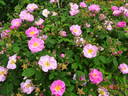 Saint Nicholas rose photo