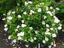 <i>Rosa sancta</i> Richard, not Andrews rose photo