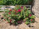 Robusta rose photo
