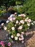 Amiga Mia rose photo