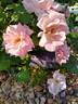 Amiga Mia rose photo