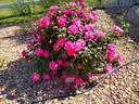 Winnipeg Parks rose photo