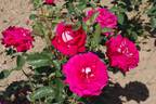 Caramba ® rose photo