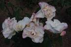 Alliance ® rose photo