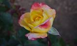 Banzai 83 rose photo