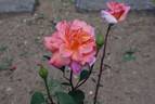 Anne Marie Trechslin ® rose photo