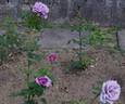 Blue Nile ® rose photo