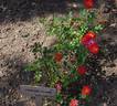 Darling Flame rose photo