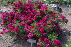 Alberich rose photo