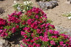 Eberwein rose photo