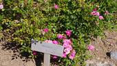 Midget rose photo