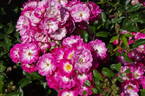 Baldwin rose photo