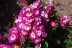 Baldwin rose photo